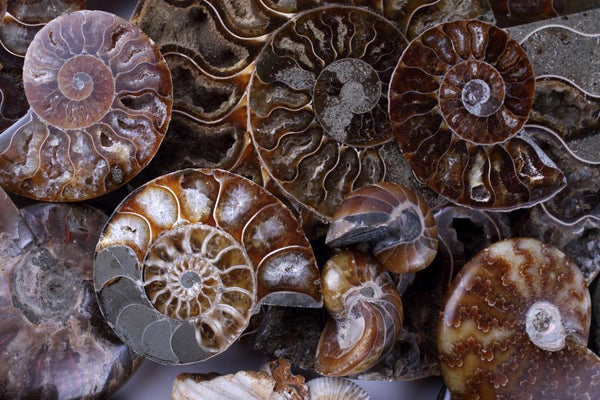 Ammonite Meaning And Spiritual Properties