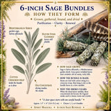 6-Inch Sage Bundles