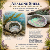 Abalone-Muschel