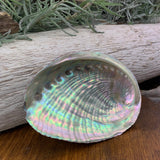 Abalone Shell