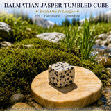 Cubo Caído Dálmata Jasper