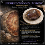 Petrified Wood Palmstone