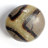 Septarian Palmstone - palmstone